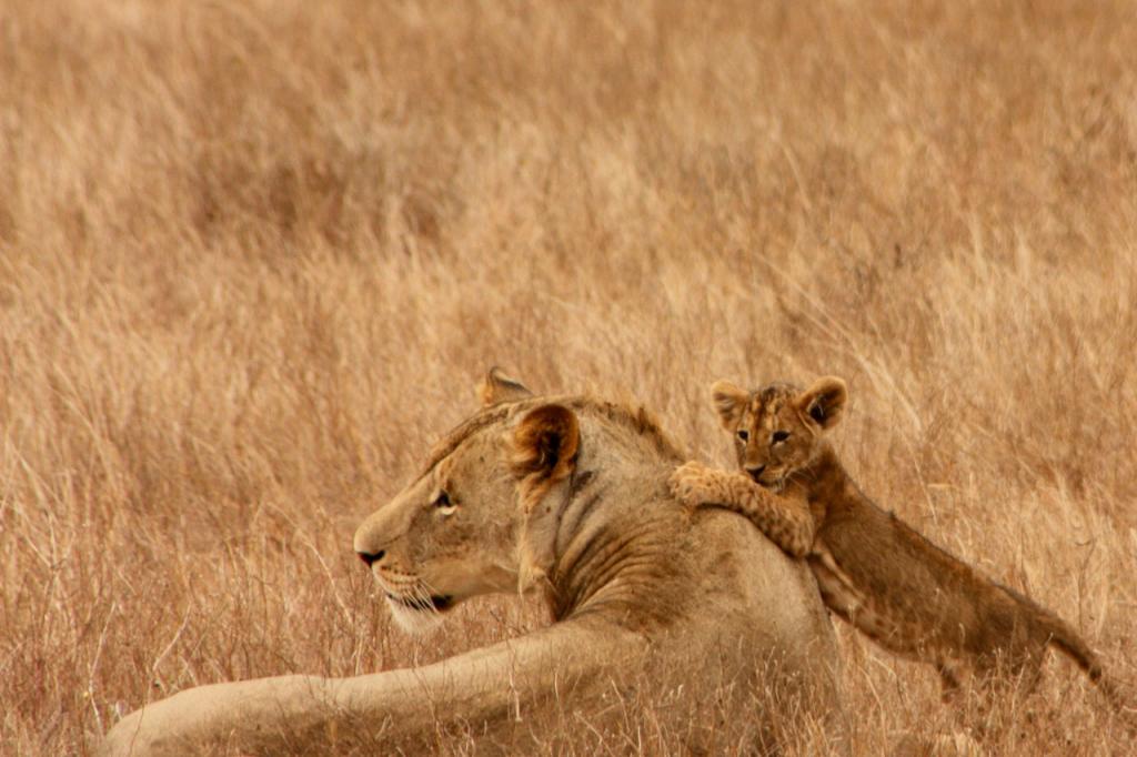 lions cub