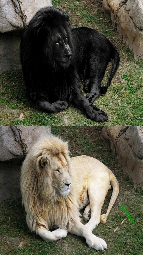 Черный лев фото животного