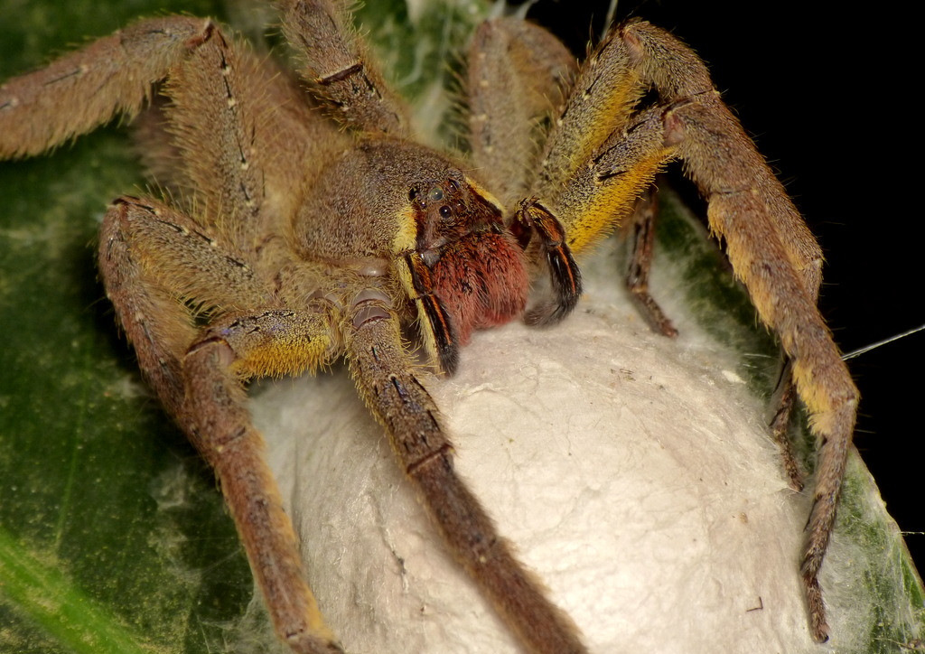 Бразильские блуждающие пауки (на фото) не только выглядят ужасно, но и явля...