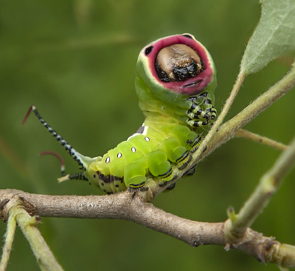 photo of terrible animals