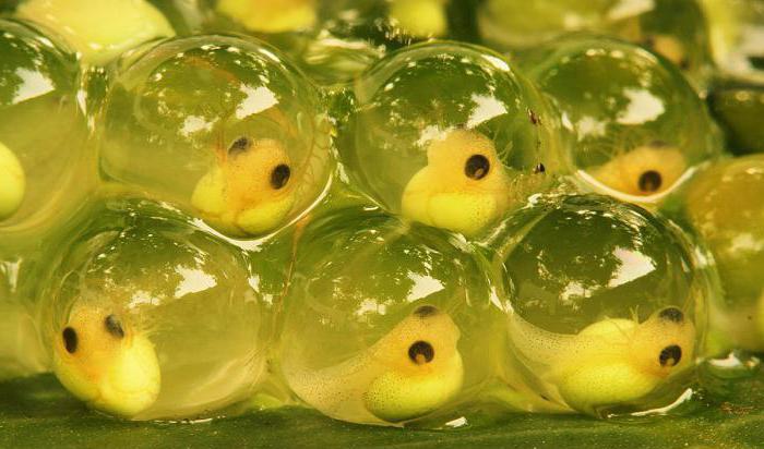 what does frog caviar look like