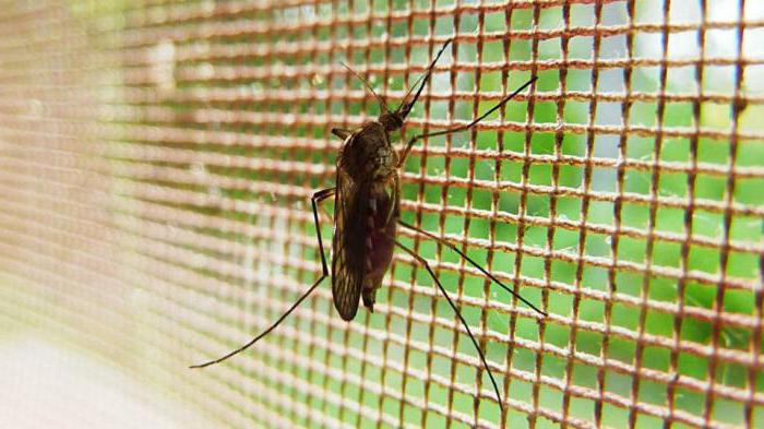 максимальная высота полета комара