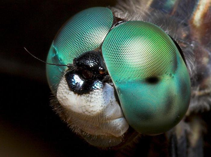 dragonfly eye structure