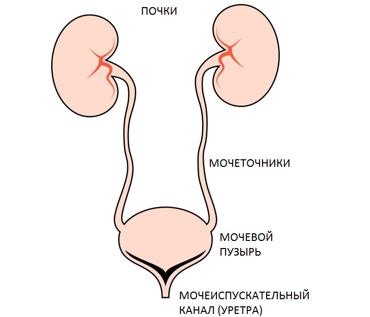Задняя поверхность мочевого пузыря у мужчин прилежит. Мочеточники и мочевой пузырь анатомия. Почки мочеточники мочевой пузырь. Строение почки мочеточники мочевой пузырь мочеиспускательный канал. Почки мочеточники мочевой пузырь анатомия.