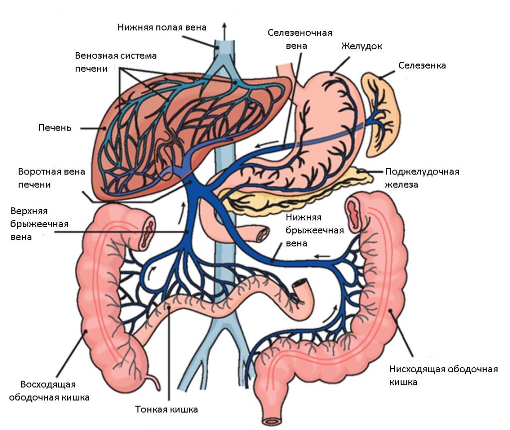 Вена воротная анатомия схема
