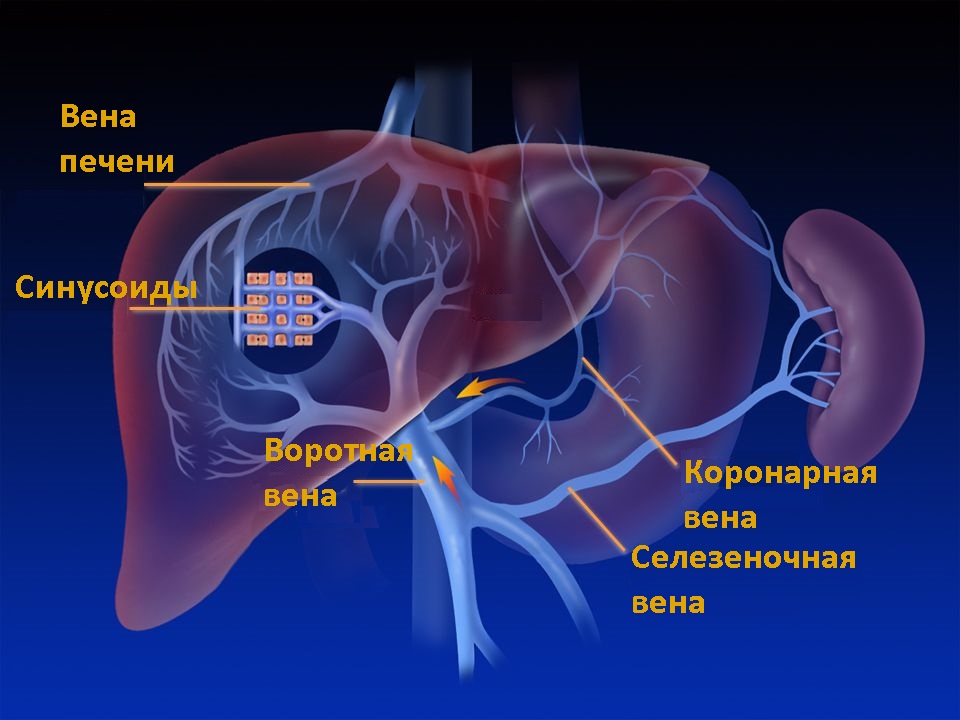 Вены человека анатомия фото