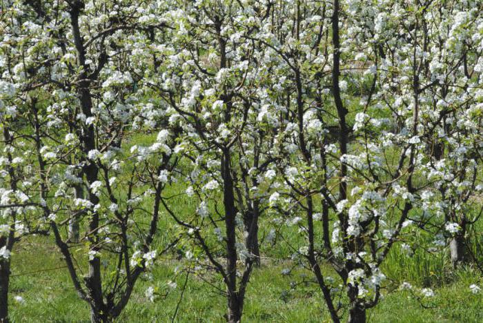 how to plant an apple tree in spring