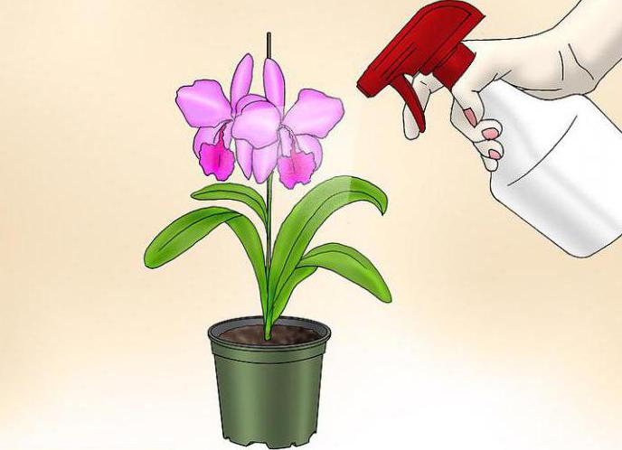 чем подкармливать орхидею фаленопсис в домашних условиях