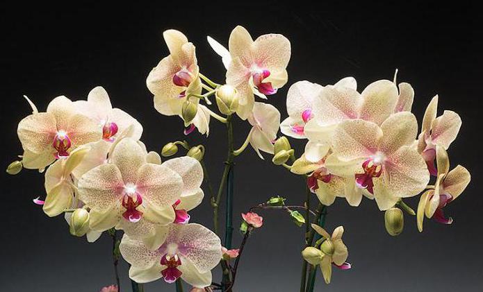 чем подкармливать орхидею после цветения