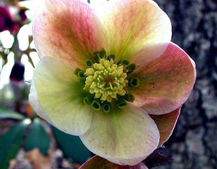 how to plant hellebore black