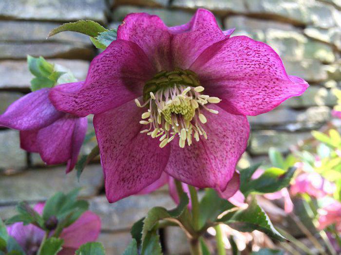 hellebore black planting and care