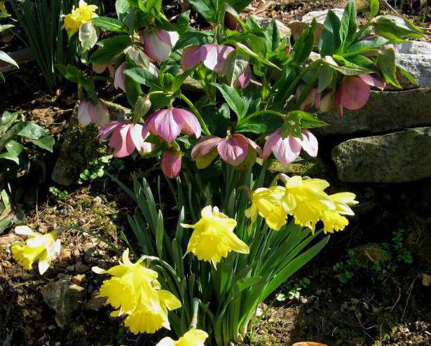 black hellebore