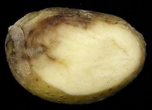 как избавиться от фитофторы на картофеле симптомы