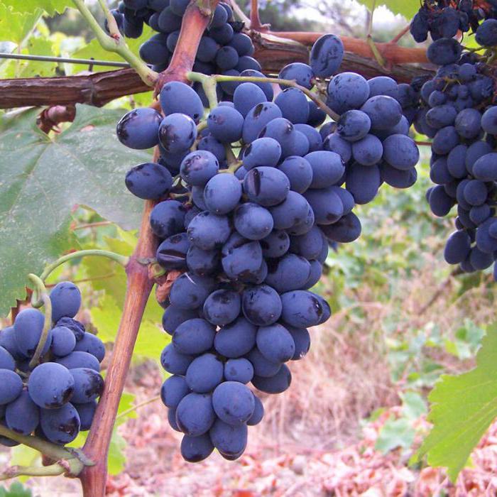 Сорт винограда хасанский сладкий фото и описание