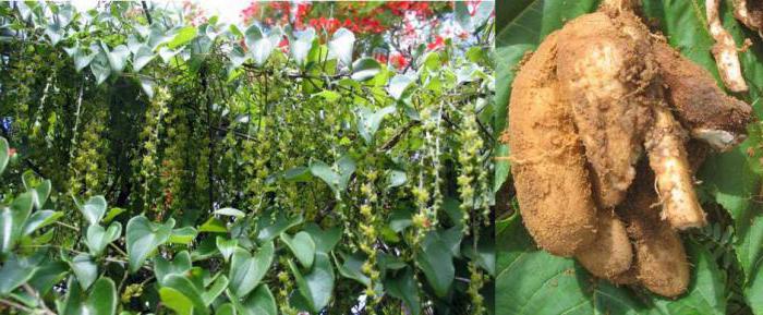 Dioscorea Caucasian use and contraindications