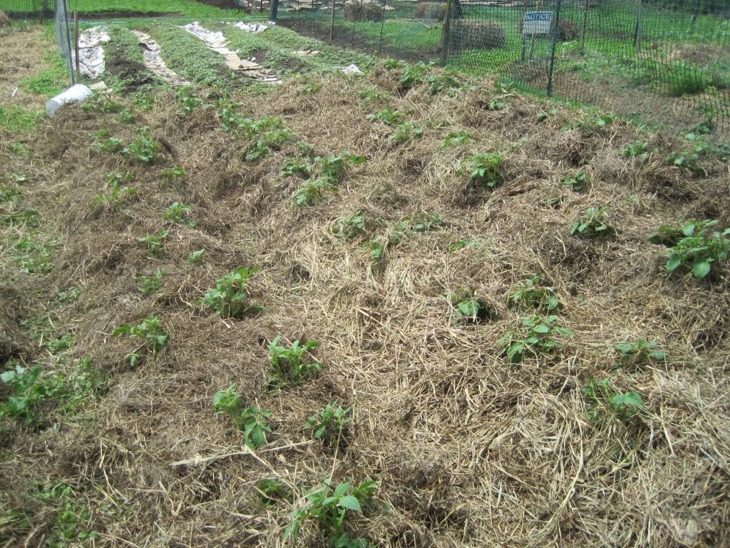 Разведение картофеля в траве