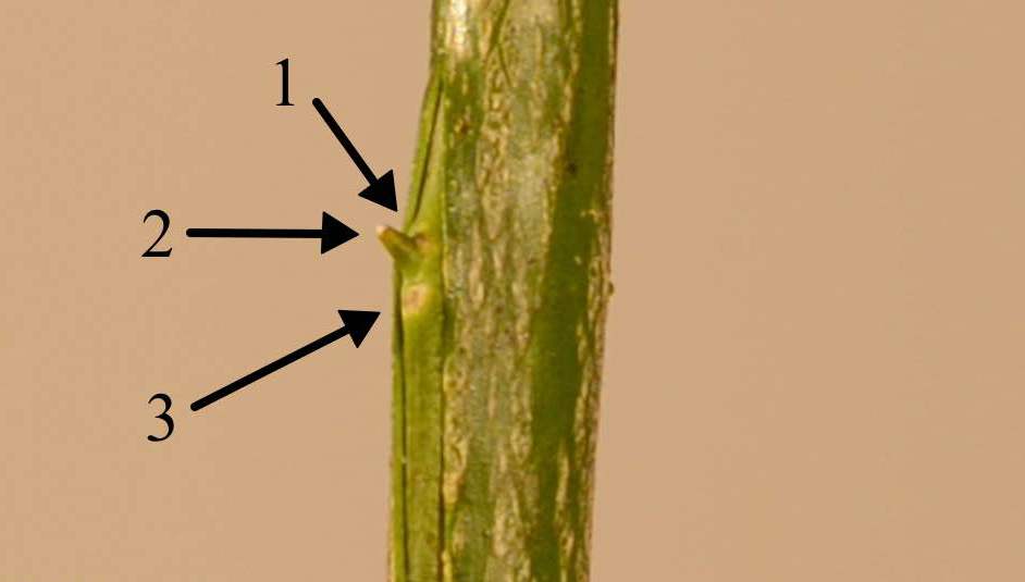 Features of lemon budding at home