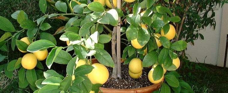 bright homemade lemon fruits