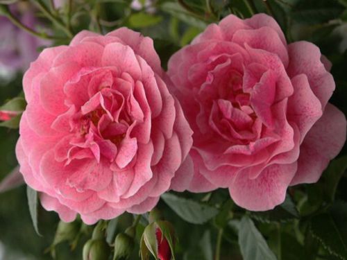 Яркое цветение розы Камелот