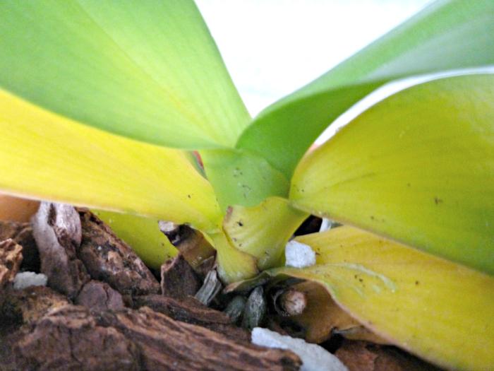 почему у орхидеи желтеют листья что делать