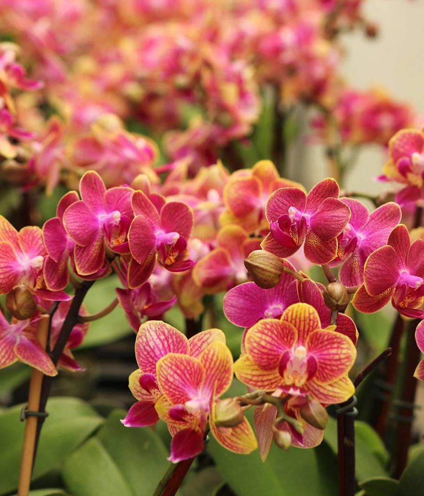 почему у орхидеи желтеют нижние