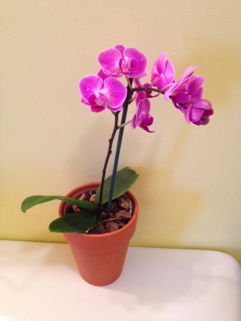 орхидея - царица подоконников