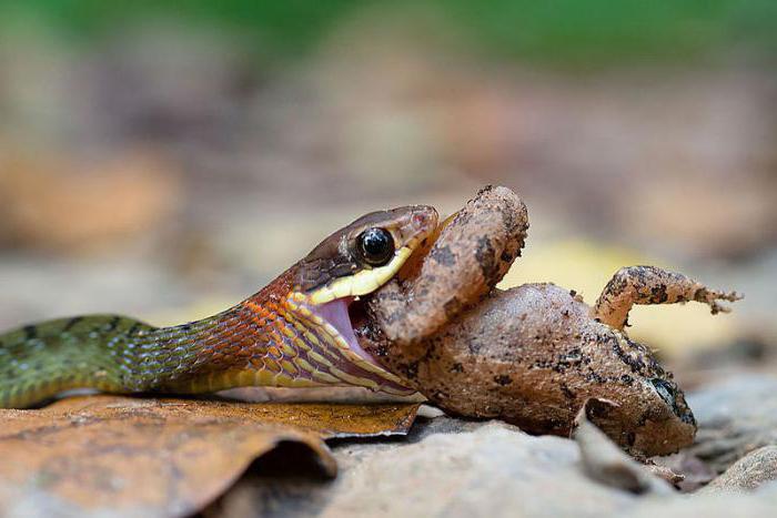 snakes in the Sea of ​​Azov 2