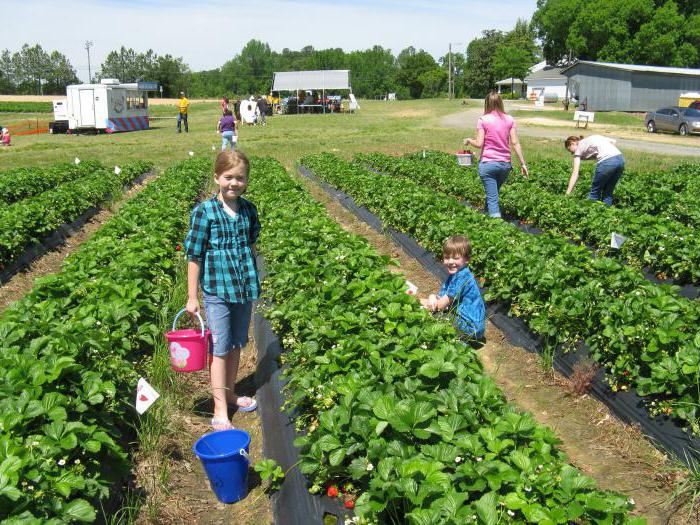 strawberry marish yield