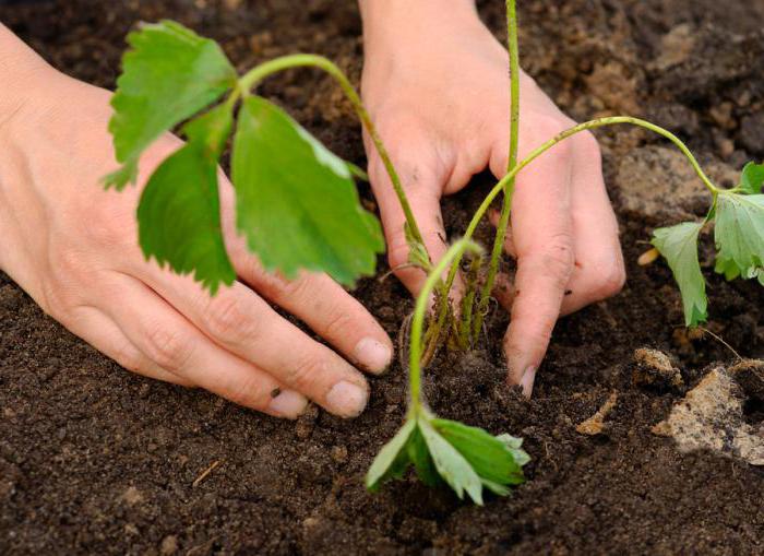 strawberry marsh growing features