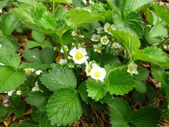 strawberry seedlings