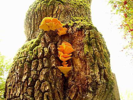 edible orange mushrooms