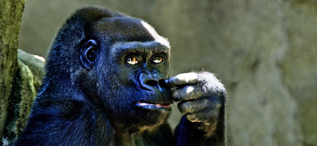 почему у гориллы большие ноздри