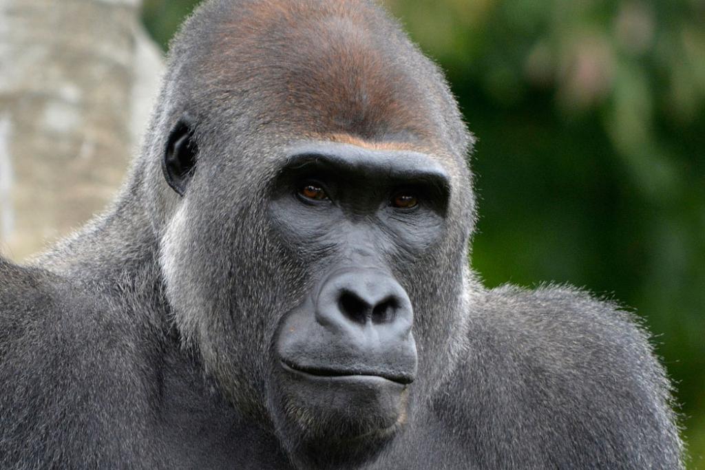 почему у гориллы большие ноздри загадка