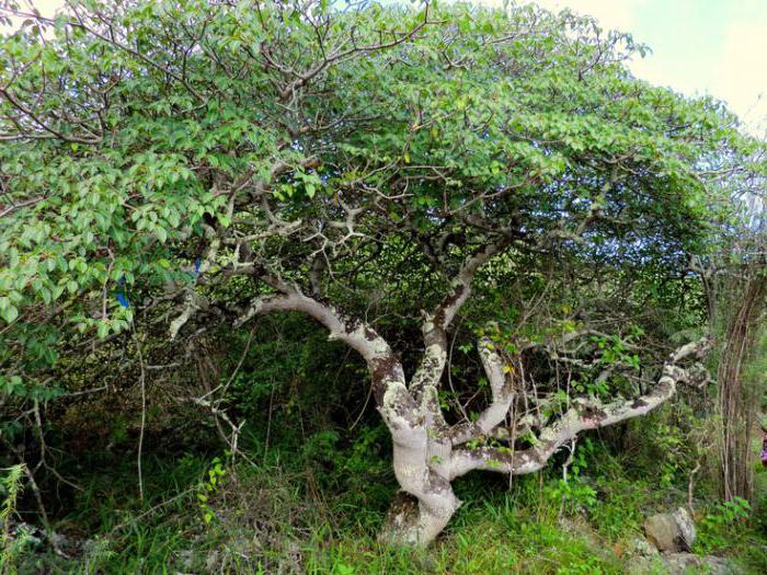 Гваяковое дерево 