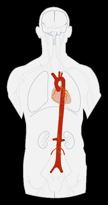 ветви дуги аорты анатомия 