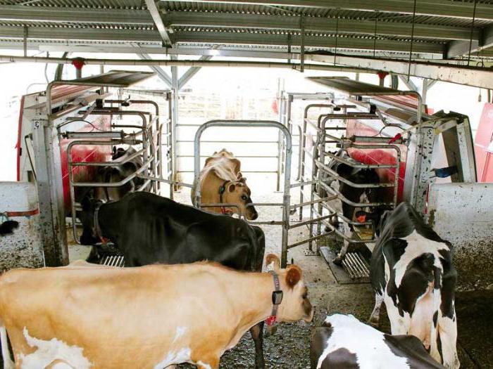 Технологический расчет доильных установок для доения коров в стойлах и в доильных залах