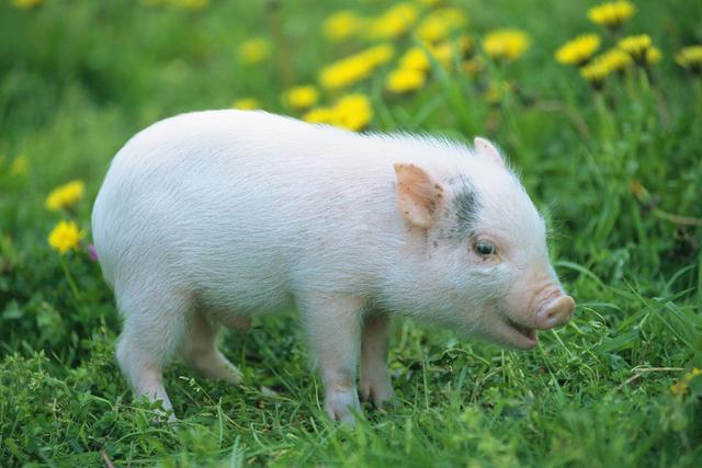 Чем можно кормить свиней при поносе thumbnail
