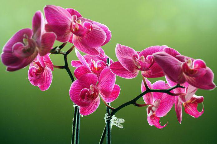 как нарастить корни у орхидеи в воде