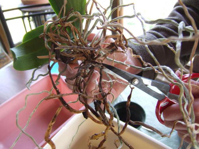 как нарастить корни у орхидеи фаленопсис