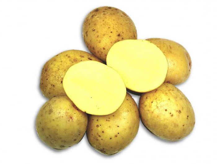 Сладкие сорта картофеля фото и описание