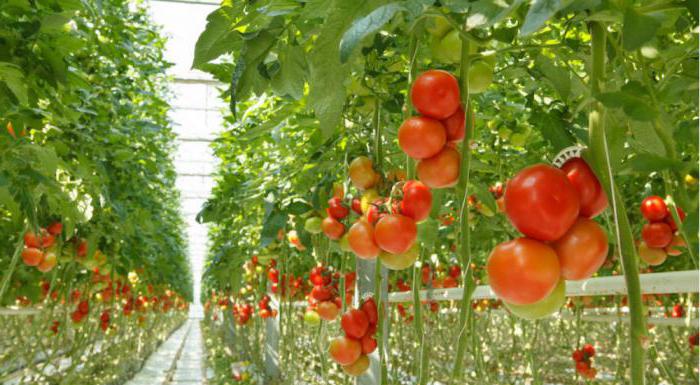 than to feed tomato seedlings so that they are plump