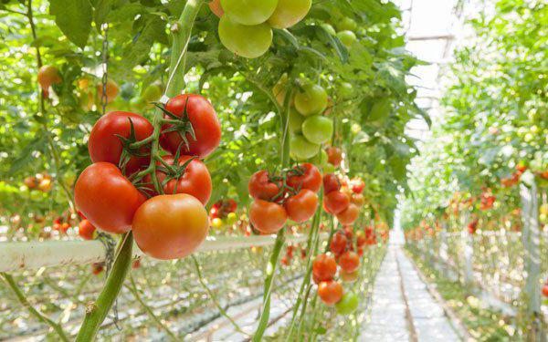 dressing tomato seedlings chicken manure