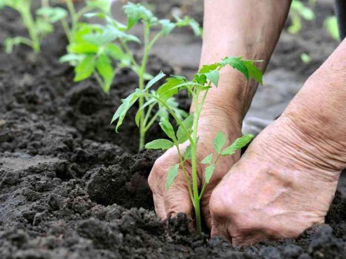 feeding tomato seedlings with whey