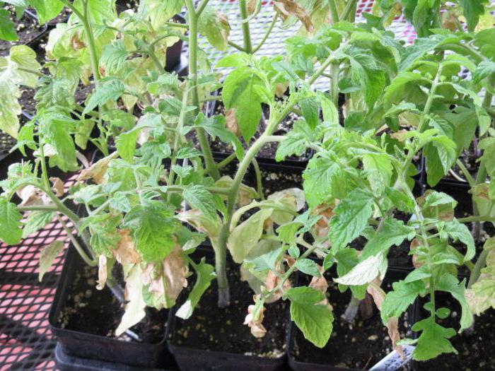 tomatoes seedlings top dressing with ash