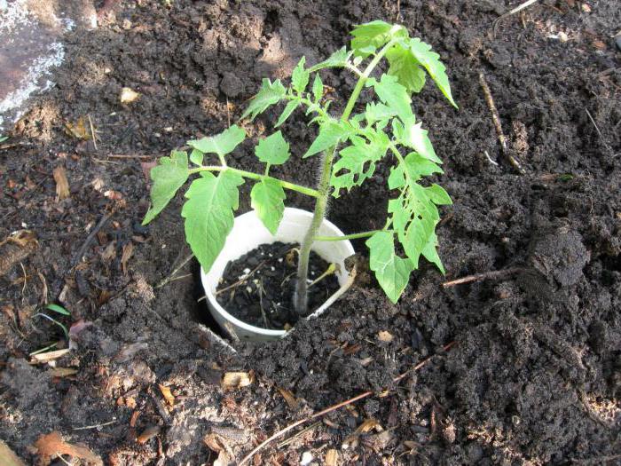 fertilizing seedlings tomato mullein