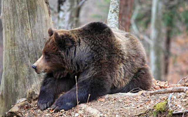 самые убойные места у медведя