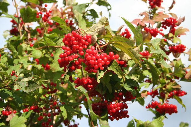 Как выглядит калина красная фото дерева и листьев и плодов