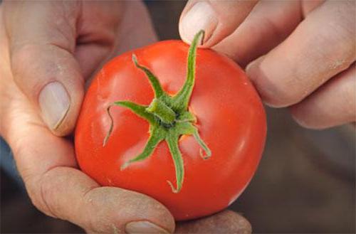 tomato variety lyubasha photo reviews