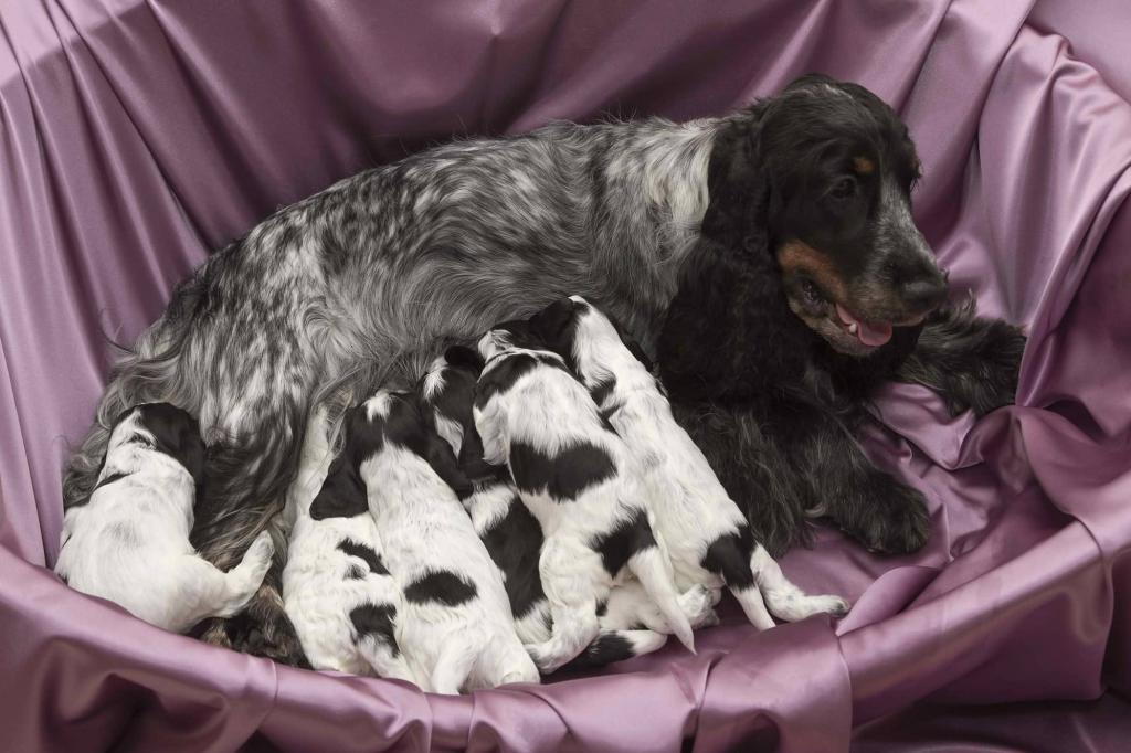 dog with puppies