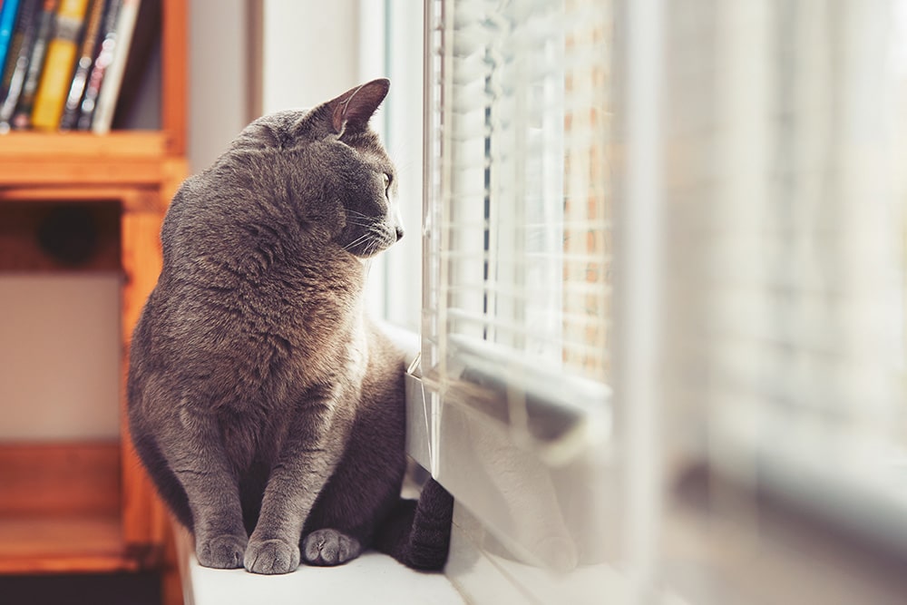 cat on the windowsill